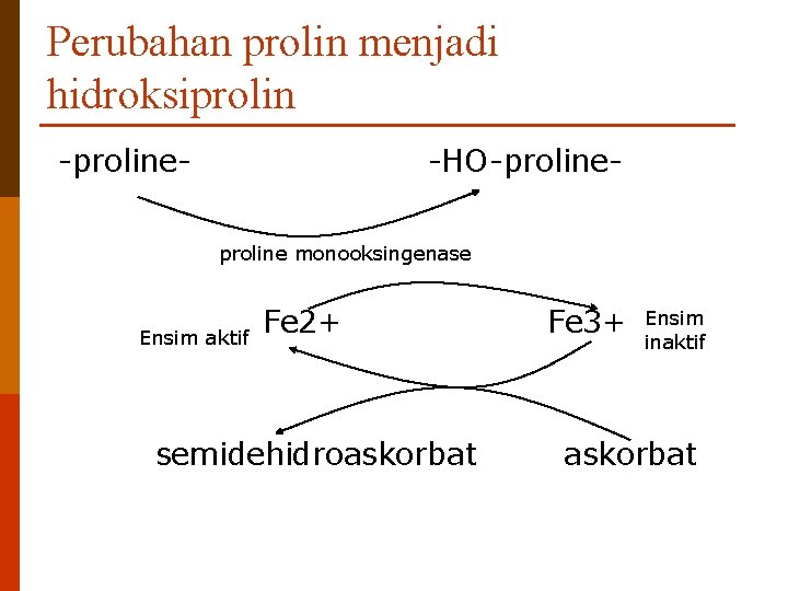 Perubahan prolin menjadi hidroksiprolin -proline- -HO-proline monooksingenase Ensim aktif Fe 2+ semidehidroaskorbat Fe 3+