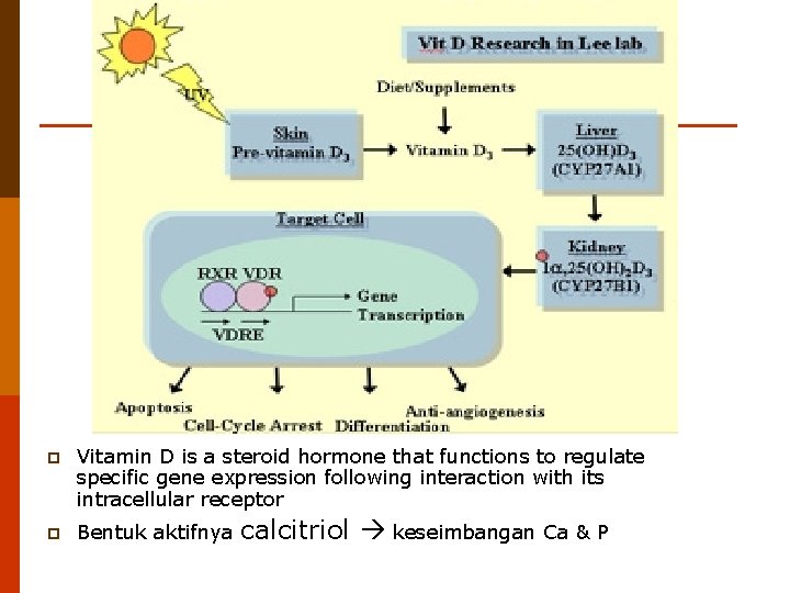 p Vitamin D is a steroid hormone that functions to regulate specific gene expression