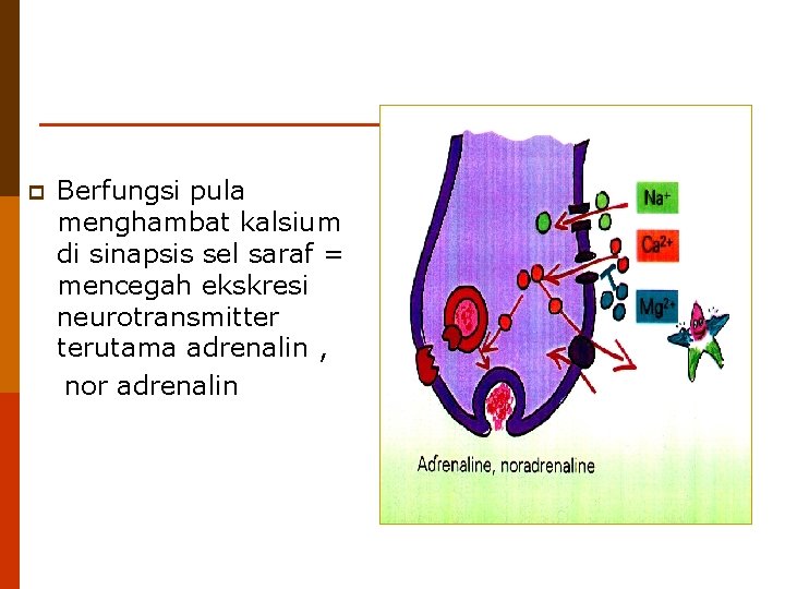 p Berfungsi pula menghambat kalsium di sinapsis sel saraf = mencegah ekskresi neurotransmitter terutama