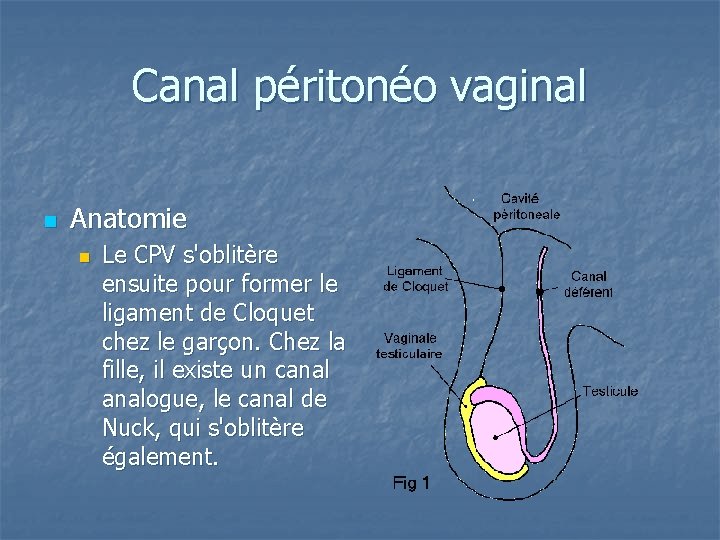 Canal péritonéo vaginal n Anatomie n Le CPV s'oblitère ensuite pour former le ligament