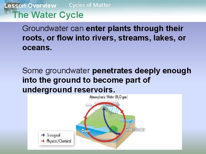Lesson Overview Cycles of Matter The Water Cycle Groundwater can enter plants through their