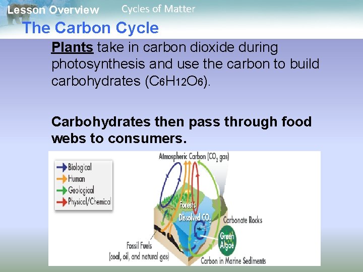 Lesson Overview Cycles of Matter The Carbon Cycle Plants take in carbon dioxide during