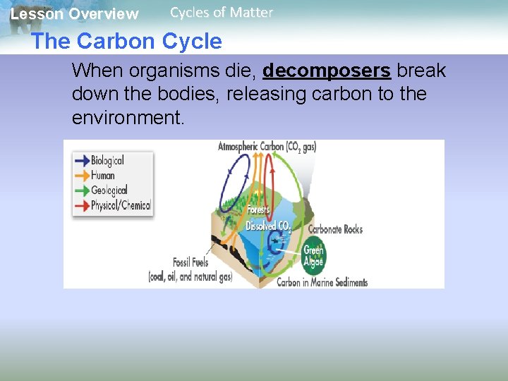 Lesson Overview Cycles of Matter The Carbon Cycle When organisms die, decomposers break down