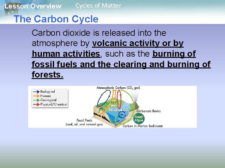 Lesson Overview Cycles of Matter The Carbon Cycle Carbon dioxide is released into the