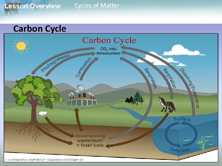 Lesson Overview Carbon Cycles of Matter 