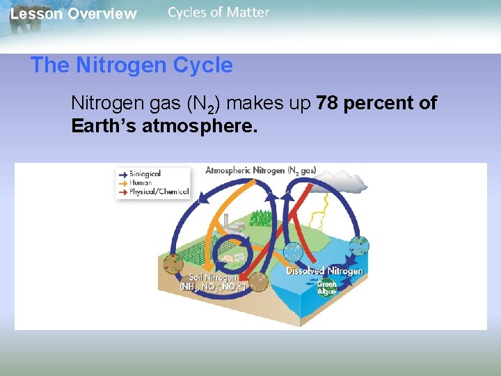 Lesson Overview Cycles of Matter The Nitrogen Cycle Nitrogen gas (N 2) makes up