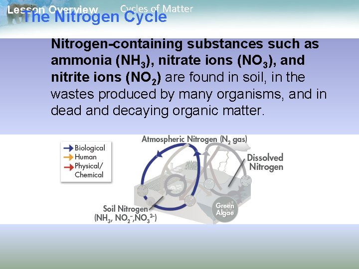 Lesson Overview Cycles of Matter The Nitrogen Cycle Nitrogen-containing substances such as ammonia (NH
