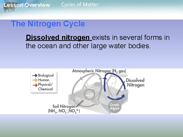 Lesson Overview Cycles of Matter The Nitrogen Cycle Dissolved nitrogen exists in several forms