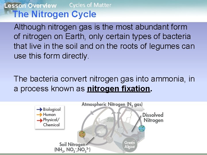 Lesson Overview Cycles of Matter The Nitrogen Cycle Although nitrogen gas is the most