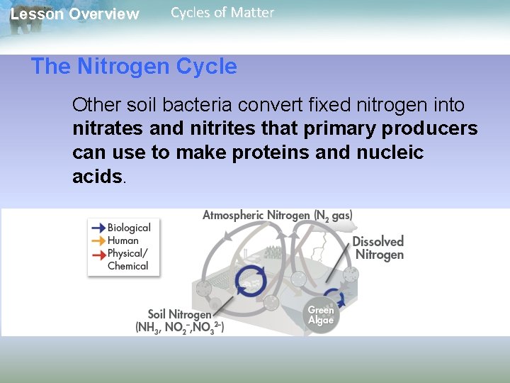 Lesson Overview Cycles of Matter The Nitrogen Cycle Other soil bacteria convert fixed nitrogen