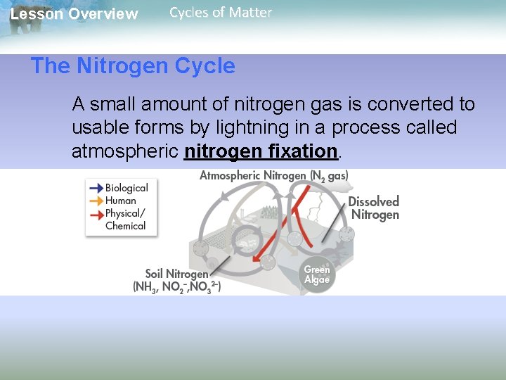Lesson Overview Cycles of Matter The Nitrogen Cycle A small amount of nitrogen gas