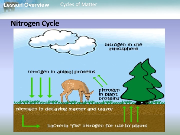 Lesson Overview Nitrogen Cycles of Matter 