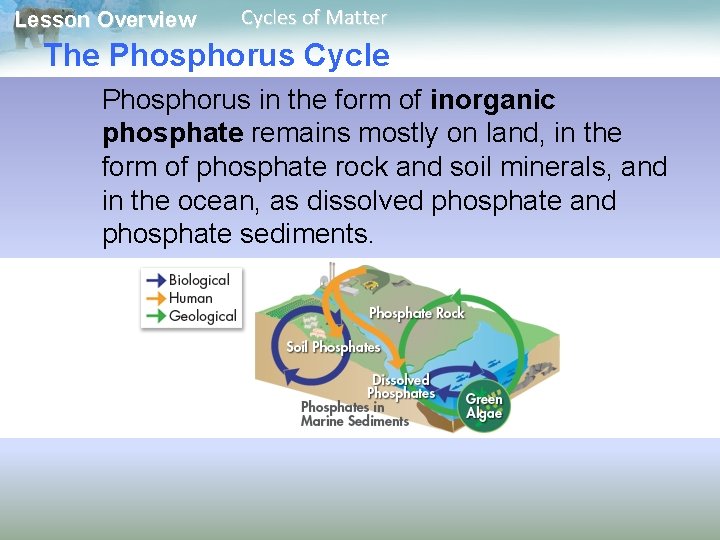 Lesson Overview Cycles of Matter The Phosphorus Cycle Phosphorus in the form of inorganic