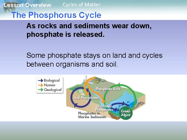 Lesson Overview Cycles of Matter The Phosphorus Cycle As rocks and sediments wear down,