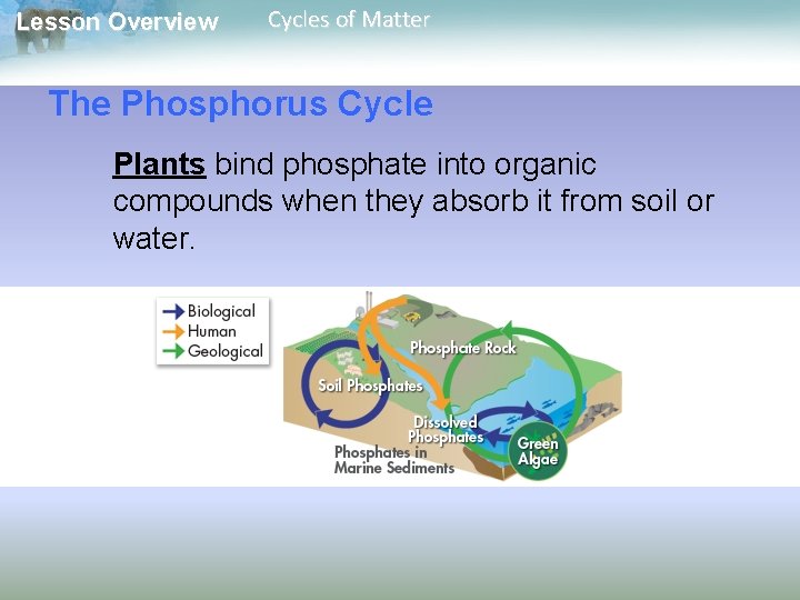 Lesson Overview Cycles of Matter The Phosphorus Cycle Plants bind phosphate into organic compounds