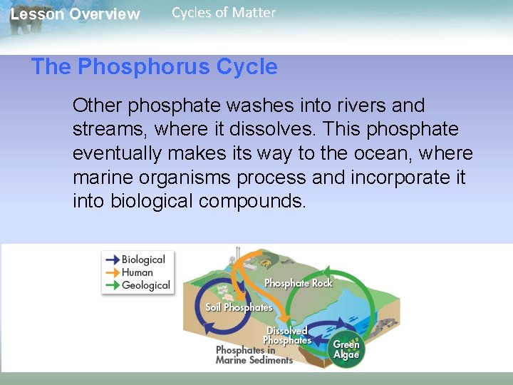Lesson Overview Cycles of Matter The Phosphorus Cycle Other phosphate washes into rivers and