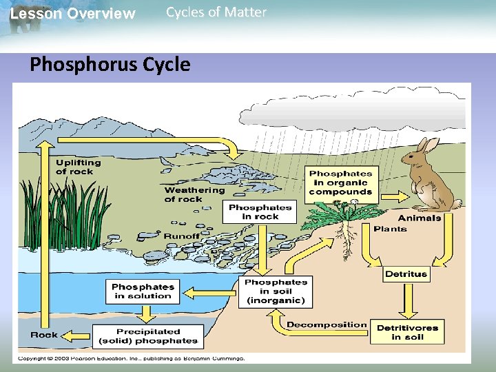 Lesson Overview Cycles of Matter Phosphorus Cycle 