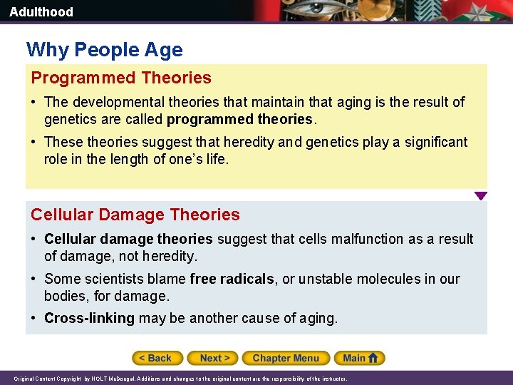 Adulthood Why People Age Programmed Theories • The developmental theories that maintain that aging