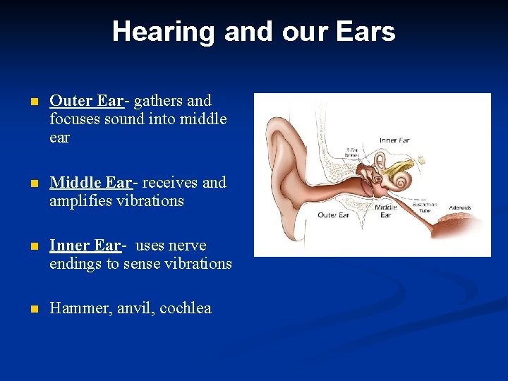 Hearing and our Ears n Outer Ear- gathers and focuses sound into middle ear