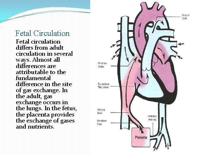 Fetal Circulation Fetal circulation differs from adult circulation in several ways. Almost all differences