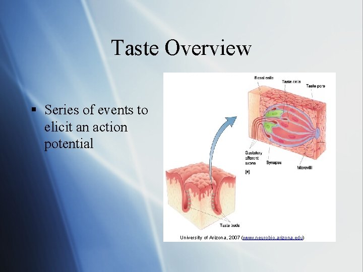 Taste Overview § Series of events to elicit an action potential University of Arizona,