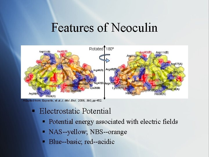 Features of Neoculin Rotated 180º Adapted from: Esposito, et al. J. Mol. Biol. 2006,