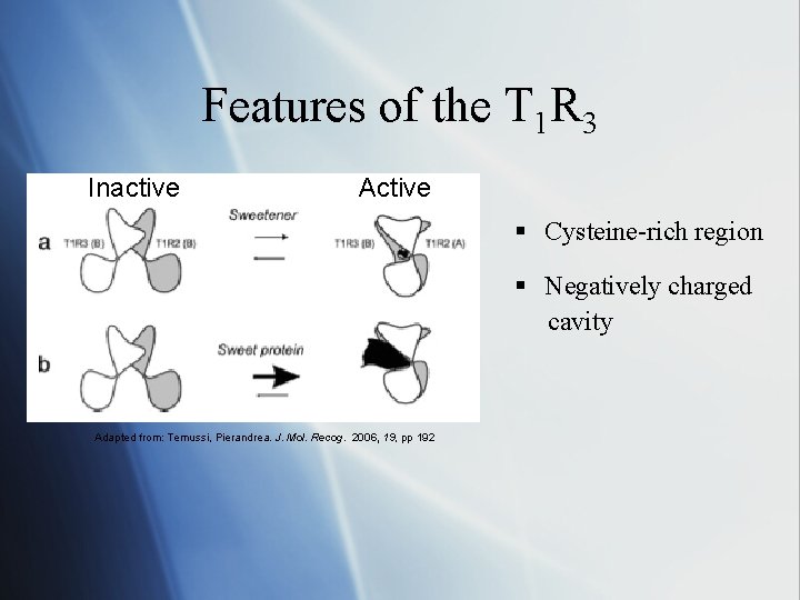 Features of the T 1 R 3 Inactive Active § Cysteine-rich region § Negatively