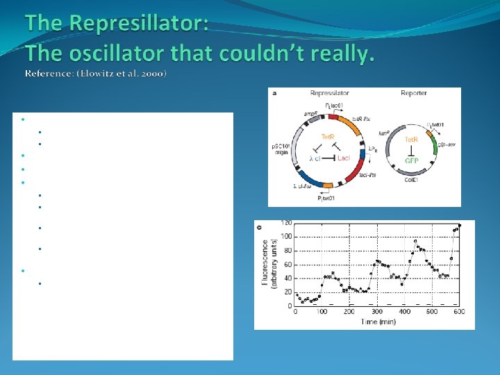  • Transcriptional repression system • • • T~200 min Is not stable over