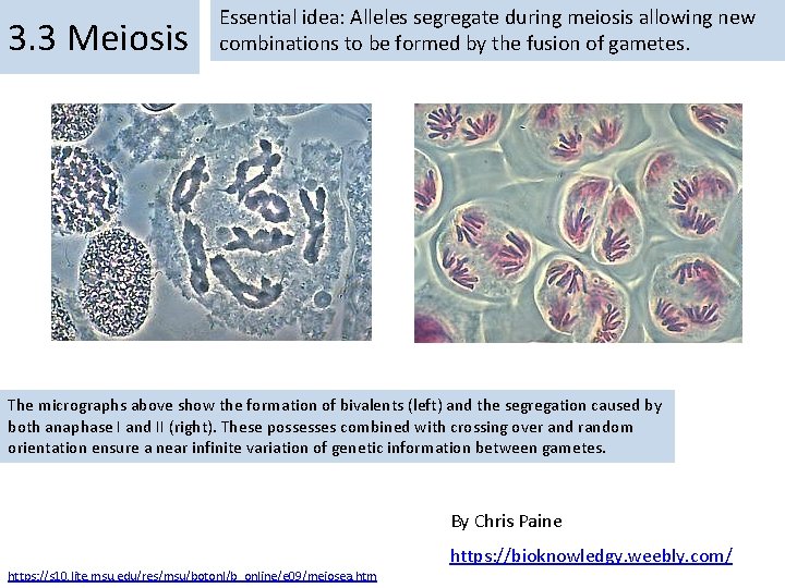 3. 3 Meiosis Essential idea: Alleles segregate during meiosis allowing new combinations to be