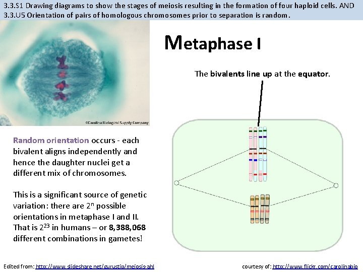 3. 3. S 1 Drawing diagrams to show the stages of meiosis resulting in