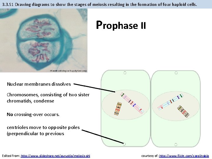 3. 3. S 1 Drawing diagrams to show the stages of meiosis resulting in