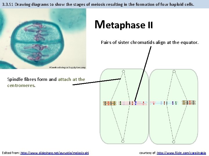 3. 3. S 1 Drawing diagrams to show the stages of meiosis resulting in