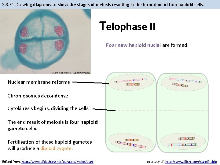 3. 3. S 1 Drawing diagrams to show the stages of meiosis resulting in