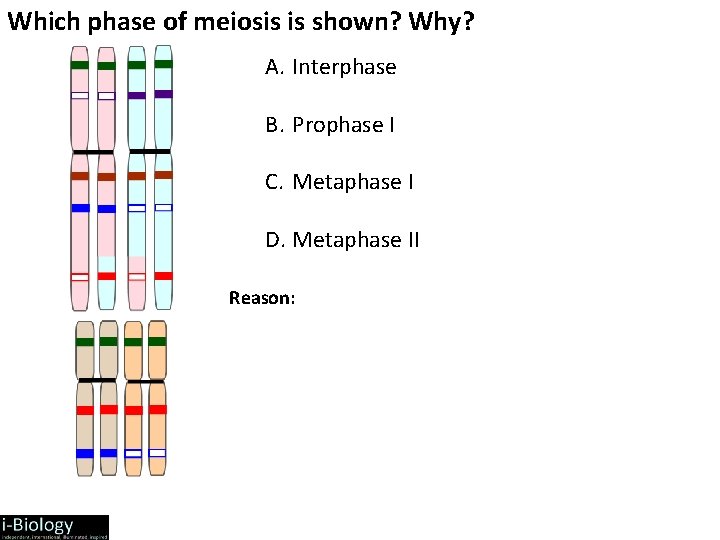 Which phase of meiosis is shown? Why? A. Interphase B. Prophase I C. Metaphase