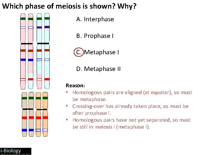 Which phase of meiosis is shown? Why? A. Interphase B. Prophase I C. Metaphase