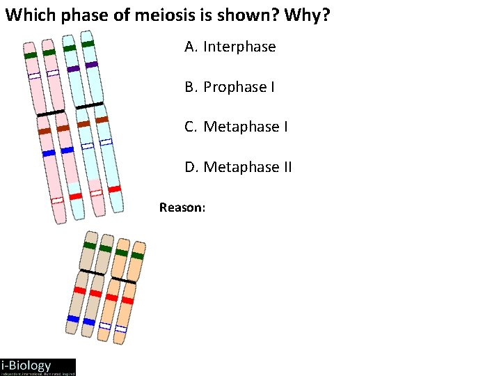 Which phase of meiosis is shown? Why? A. Interphase B. Prophase I C. Metaphase