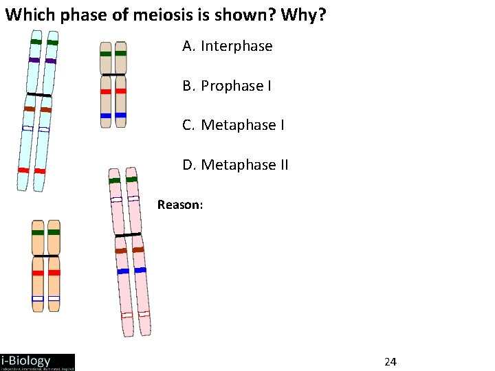 Which phase of meiosis is shown? Why? A. Interphase B. Prophase I C. Metaphase