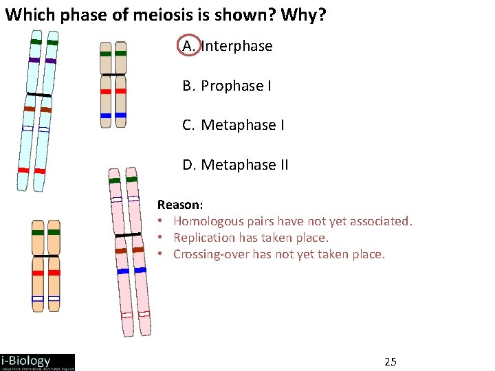 Which phase of meiosis is shown? Why? A. Interphase B. Prophase I C. Metaphase