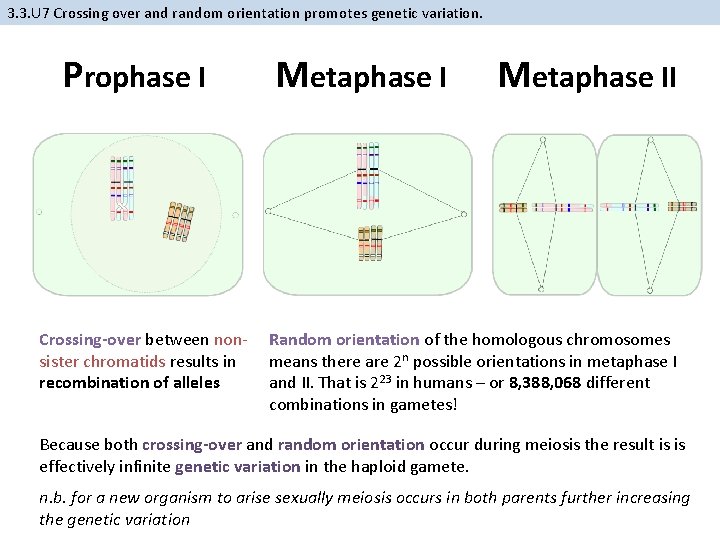 3. 3. U 7 Crossing over and random orientation promotes genetic variation. Prophase I