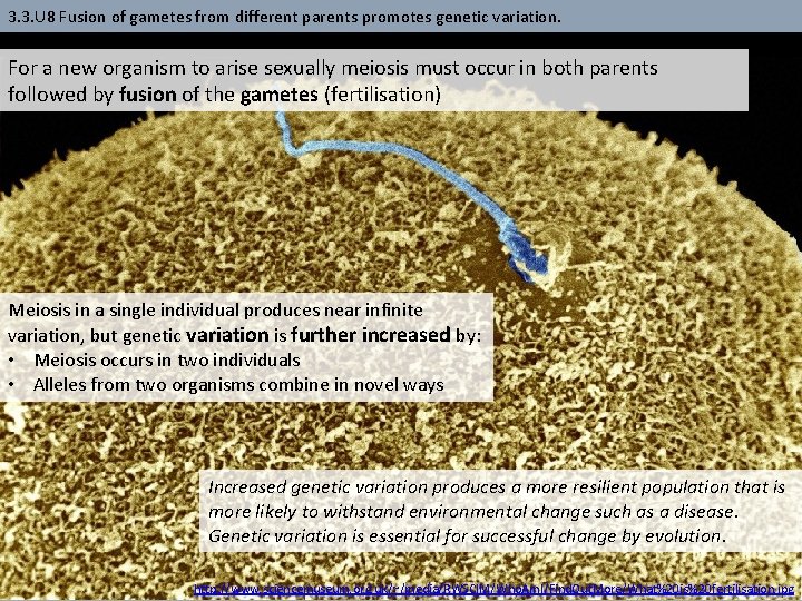 3. 3. U 8 Fusion of gametes from different parents promotes genetic variation. For