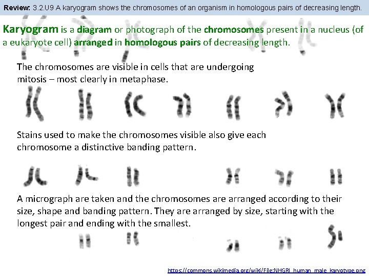Review: 3. 2. U 9 A karyogram shows the chromosomes of an organism in