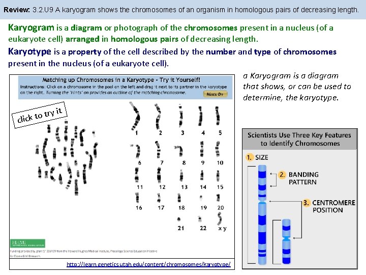 Review: 3. 2. U 9 A karyogram shows the chromosomes of an organism in