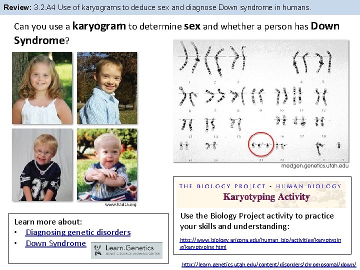 Review: 3. 2. A 4 Use of karyograms to deduce sex and diagnose Down