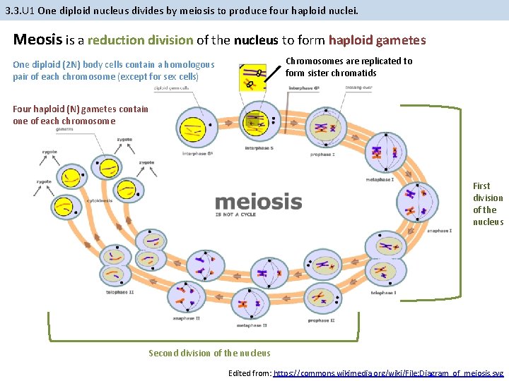 3. 3. U 1 One diploid nucleus divides by meiosis to produce four haploid