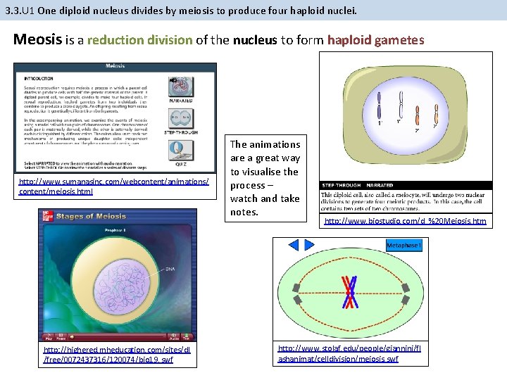 3. 3. U 1 One diploid nucleus divides by meiosis to produce four haploid