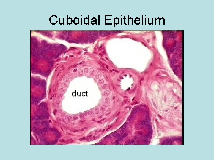 Cuboidal Epithelium 
