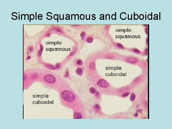 Simple Squamous and Cuboidal 