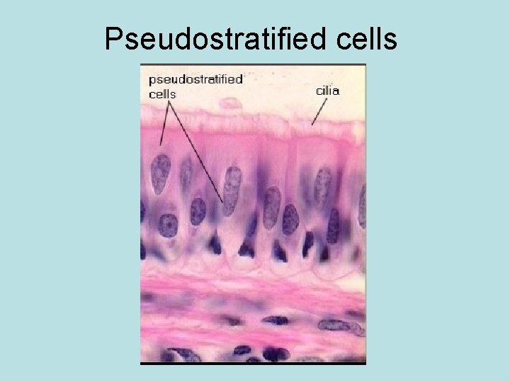 Pseudostratified cells 