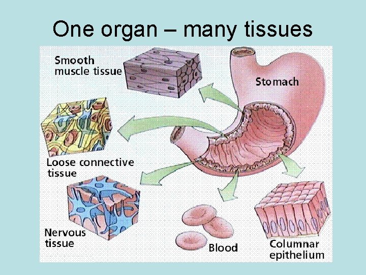 One organ – many tissues 