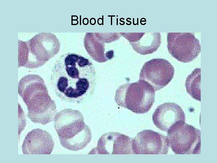 Blood Tissue 
